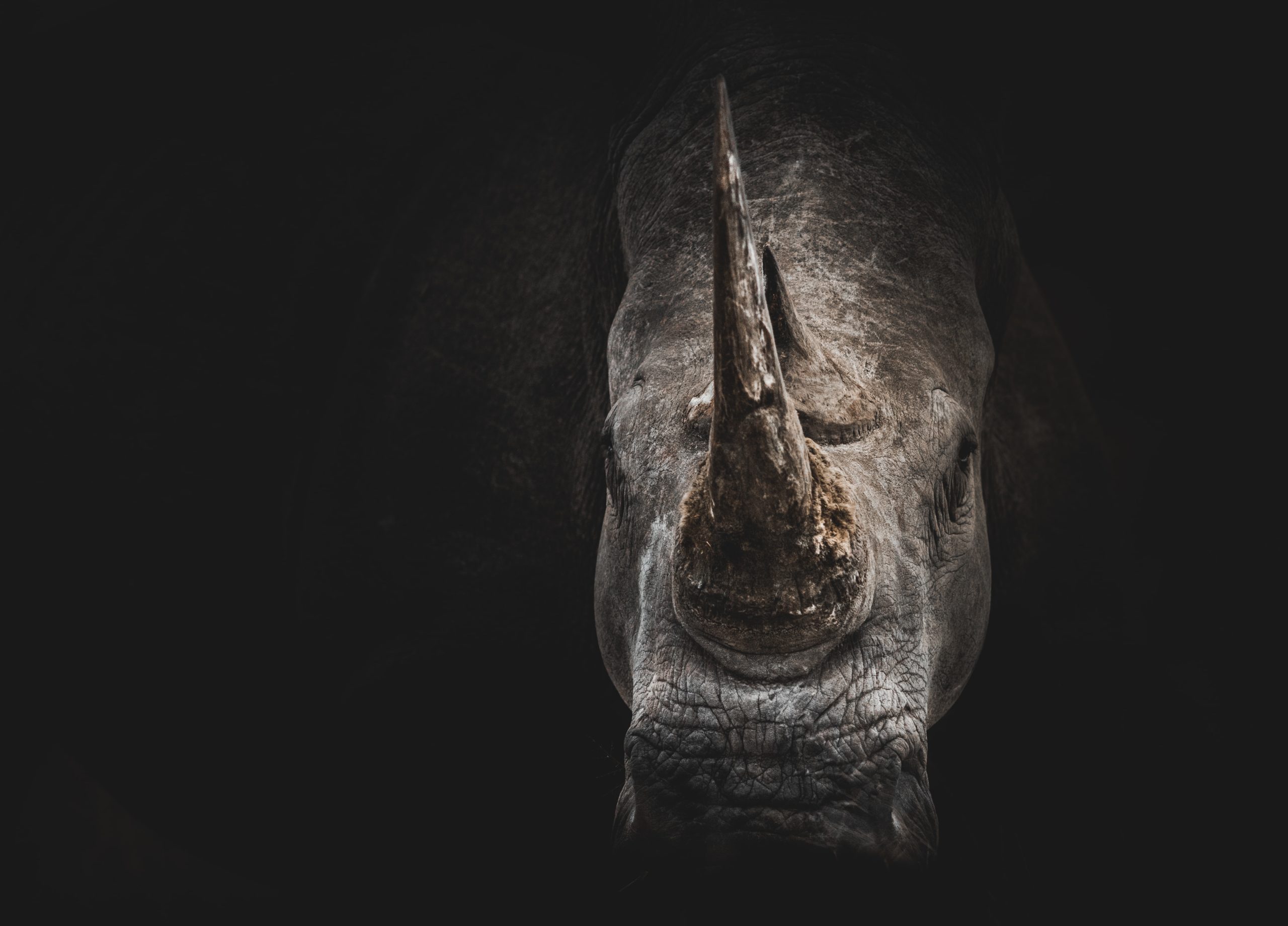 Gray Rhinos, Corona and Blockchain